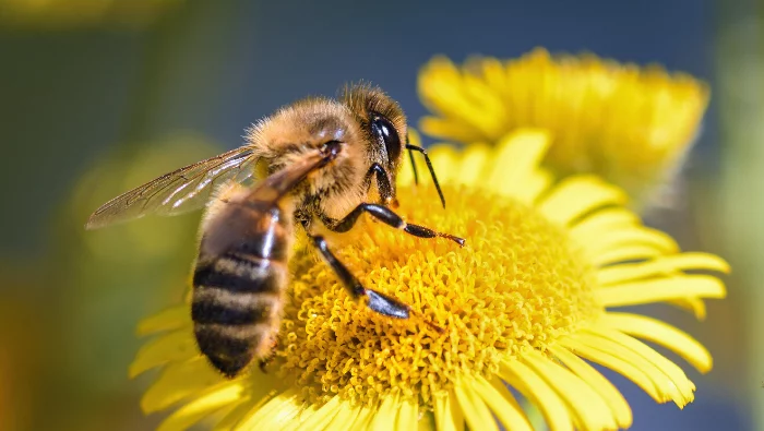 How To Treat A Bee Sting And When To Go To A Doctor