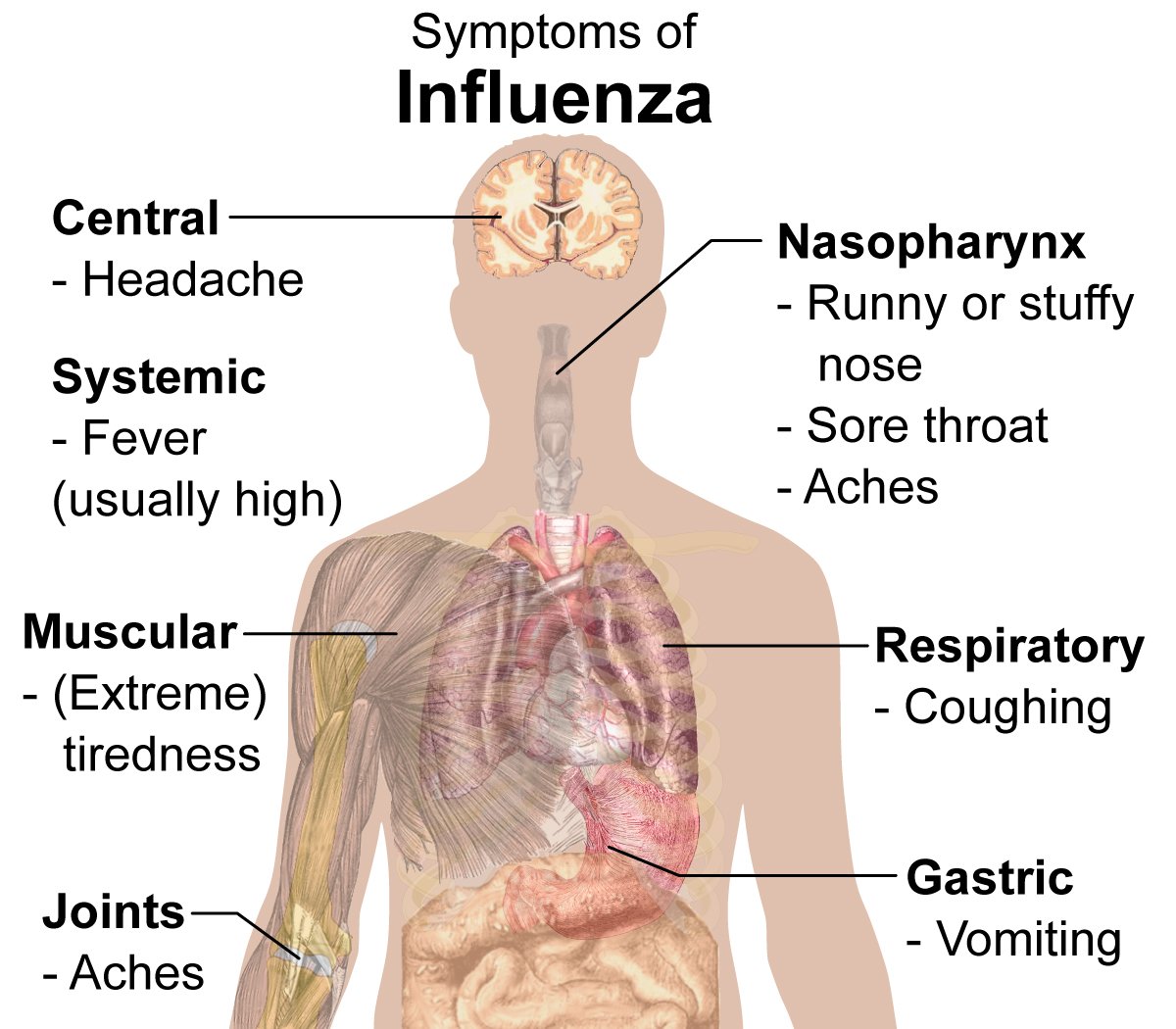 Understanding Your Flu Shot This Year